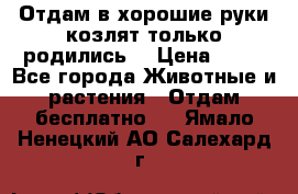 Отдам в хорошие руки козлят.только родились. › Цена ­ 20 - Все города Животные и растения » Отдам бесплатно   . Ямало-Ненецкий АО,Салехард г.